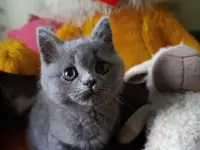 Продаю шотландских котят, фотография 4