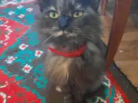 Пропала кошечка