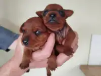 Продаются щенки, фотография 3