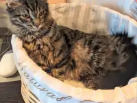 котенок