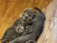 Котята шотландские, фотография 3