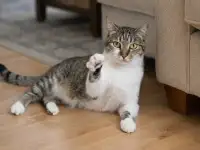 Умный и добрый кот Ромка в дар, фотография 8