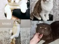 Продажа шотландских котят, фотография 11