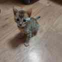 Бенгальские котята, фотография 3