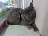 Котята, фотография 2