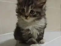 Шикарный котенок, фотография 3