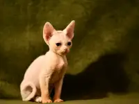 Котята Девон-рекс, фотография 5
