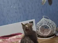 Котёнок в дар, фотография 4
