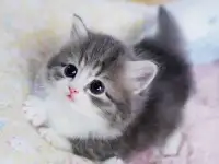 Кот