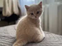 Шотландские котята, фотография 7