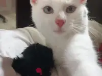 Котенок срочно ищет дом, фотография 2