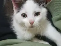 Котенок, фотография 3