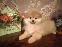 Щенки шпица, фотография 4