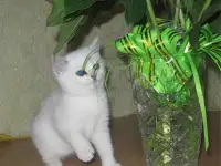 Британские котята
