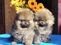 Померанский шпиц, щенки. Мини мишки