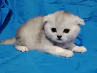 Шотландские котята. Шиншиллята., фотография 2