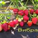 CАЖЕНЦЫ КЛУБНИКИ -50 сортов - купить в Гродно и Могилеве  с питомника, фотография 3