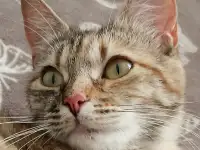 Кошечка в дар! молодая Ласковая, добрая нежная, стерелизована
