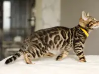 Бенгальский мальчик, фотография 6