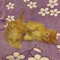 Мейн Кун котята, фотография 9