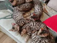 Бенгальские котята, фотография 2