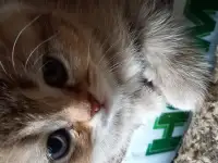Продажа котят весловухих