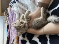 Котята Шотландские вислоухие, фотография 6