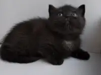 Скоттиш-страйт, шотландцы, фотография 10