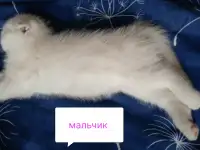 Шотландские котята, фотография 7