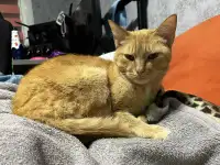 В ДАР КОТИК, фотография 2