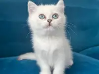 Британские котята, фотография 4