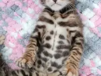 Бенгальские котята, фотография 8