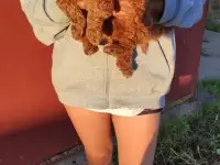 Той Пуделя щенки, фотография 2