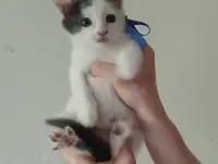 Отдам котят в добрые руки, фотография 3