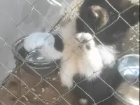 Щенки РЕЛ