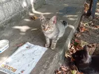 Котенок в дар, фотография 5