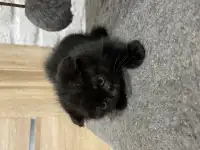 Шотландские котята, фотография 3