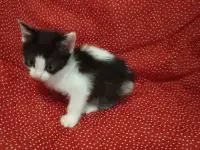 Красивые котята в дар, фотография 4