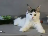 Мейн-кун котёнок  мальчик