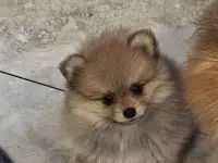 Щенки мини шпиц, фотография 2