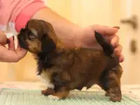 Высокопородные щенки ши тцу, фотография 7