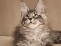 Мейн-кун котята, фотография 2