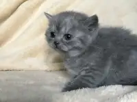 Шотландские вислоухие котята, фотография 5