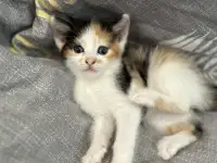 Продажа котят, фотография 4