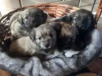 Щенки метис малого шпица и докера, фотография 4