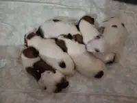 Джек Рассел терьер