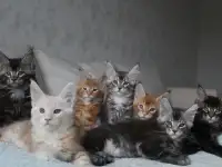 Мальчики мейн-куны., фотография 5