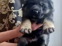 Продам щенка немецкой овчарки, фотография 3