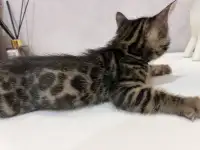 Бенгальские котята, фотография 2