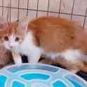 Котята бесплатно., фотография 5